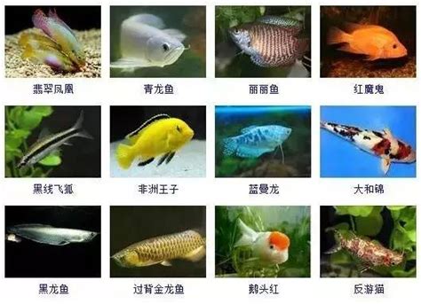 觀賞魚的種類